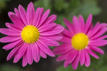 Fototapeta premium Chrysanthemum indicum mum flowers in bloom