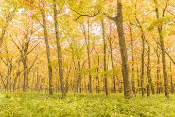 Yellow forest at Nikko , Tochigi prefecture in autumn