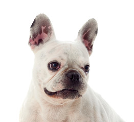 Portrait in Studio of a cute bulldog