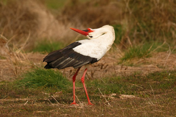 Elegant white stork