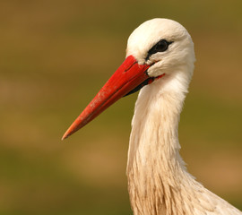 Elegant white stork
