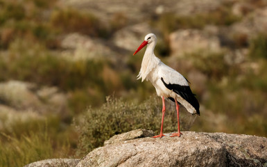 Elegant white stork