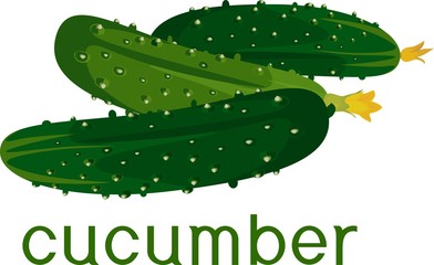 Fresh green cucumbers with title on white background