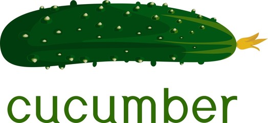 Fresh green cucumber with title on white background