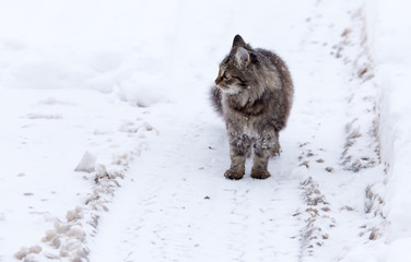 Cat walks in the snow in winter
