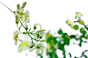 Moringa flowers blooming, revealing yellow pollen.