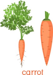 Orange carrot with green tops and title on white background