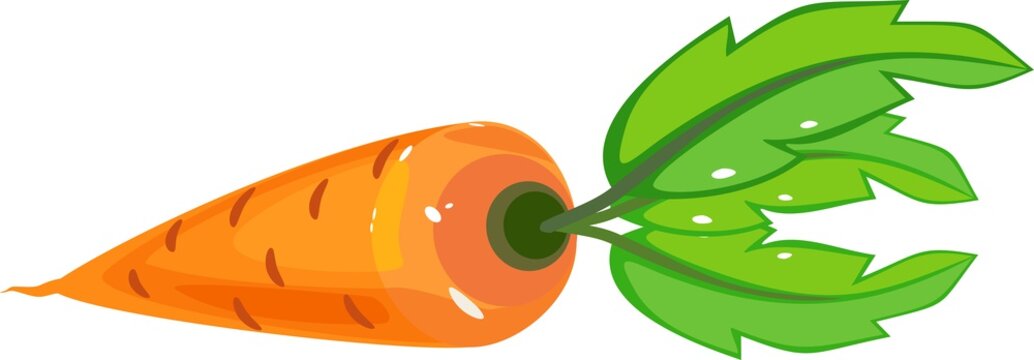 Cartoon orange carrot with green tops on white background