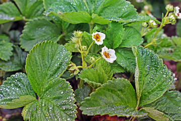 Blossom of strawberries