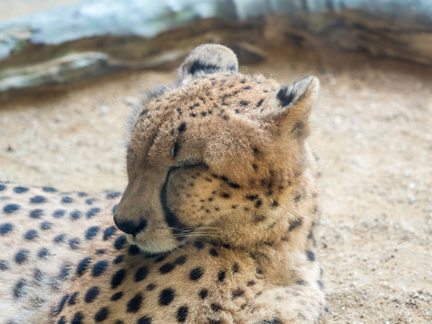 Portrait of a leopard preparing to sleep,