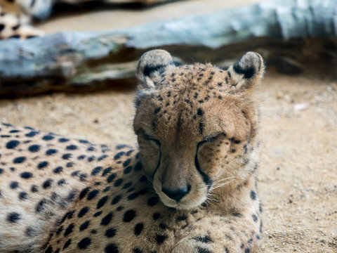 Portrait of a leopard preparing to sleep,
