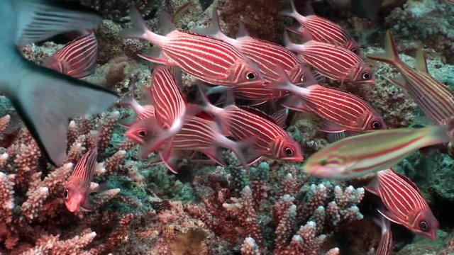 Flock of bright red striped fish underwater in coral.Relax video about marine nature of beautiful lagoon.