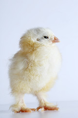 Little chicken with egg on a light background