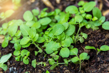 Young plants