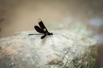  Black dragonfly