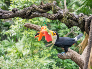 South American Toucan eating watemelon