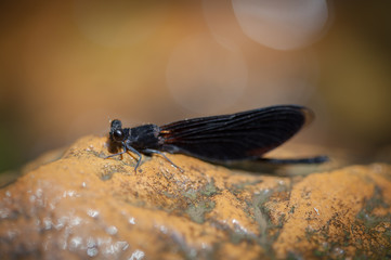  Black dragonfly