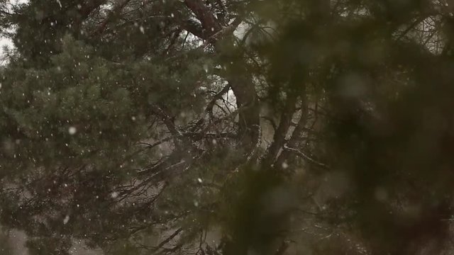 Snow falling in slow motion, flakes swirling and drifting against a backdrop of spruce and pine trees with snow covered branches. Winter season, Christmas and new year concept.