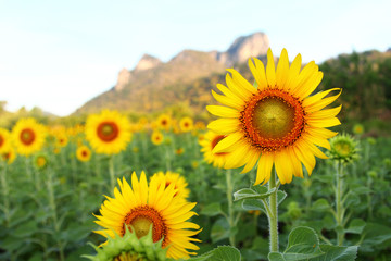 Sunflower among sunlight and background of Khao Jeen Lae mountain at Lopburi province in Thailand.This landmark is a very popular for photographers and tourists. Travel and transportation Concept
