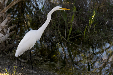 Grande Aigrette, Ardea alba, Great Egret