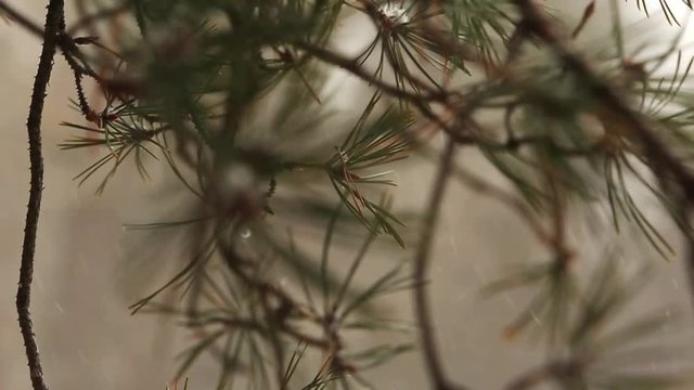 Macro shot of fir needles snow falling in slow motion, flakes swirling and drifting against spruce and pine trees with snow covered branches. Winter season, Christmas and new year concept.