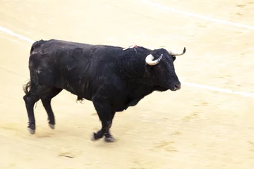 Foto auf Acrylglas Stierkampf Wütender Stier Stierkampf. Ein großer spanischer Stierkampf.