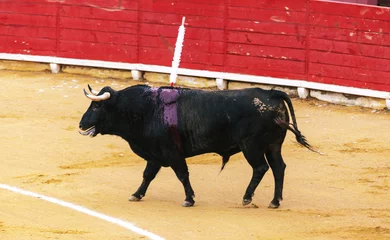 Wall murals Bullfighting A large Spanish bull fighting. Spanish bullfight.