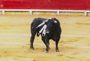 A wounded bull, with peaks in the back. Corrida. A large Spanish bull fighting.