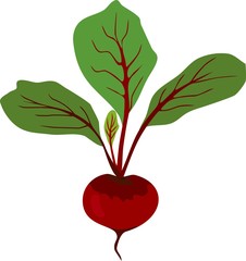 Red raw beetroot with green leaves on white background