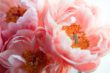 Beautiful pink peonies, flowers © Ulia Koltyrina
