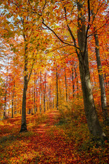 Fototapeta na wymiar Autumn trees