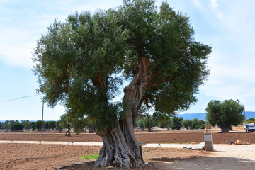 Italy, Puglia. Olive trees for the production of extra-virgin olive oil, typical of this region.