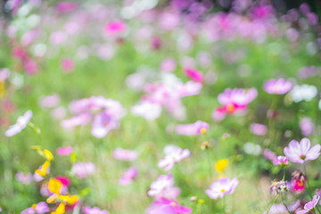 Colorful background blurred flowers