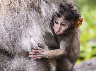 A baby Balinese long tail monkey, or macaque (Macaca fascicularis) baby clings to a mother's teat - Powered by Adobe