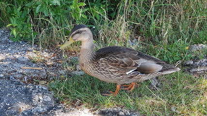 Ente