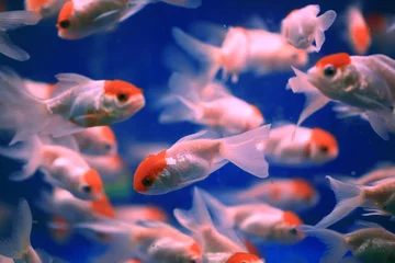 Fotobehang chinese white and red goldfish © LT