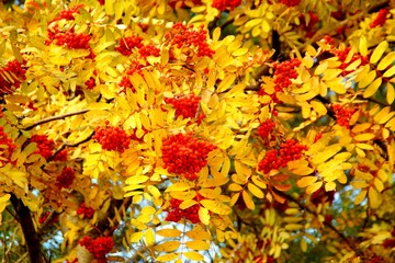 Золотая осень