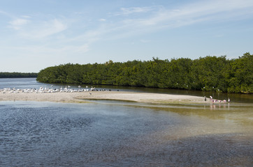 Réserve Merritt Island, refuge faunique national J. N.  Ding Darling, Sanibel Island, Floride Etats unis, USA