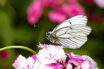 Beautiful butterfly on a flower