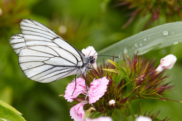 Beautiful butterfly on a flower