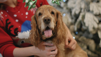Dog in funny headband next to the decorated Christmas tree
