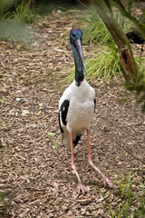 black  necked stork