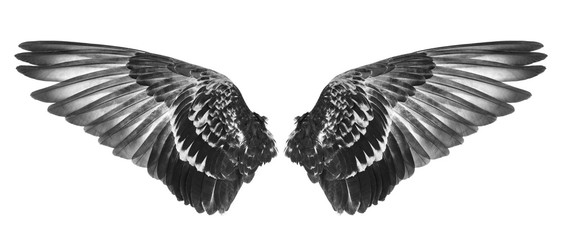 wing of bird
