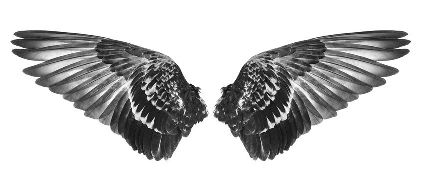 wing of bird