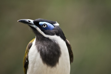 Naklejka premium blue faced honeyeater