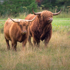 Highland cows in field.