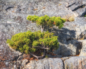 Juniper bush