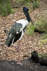 black  necked stork