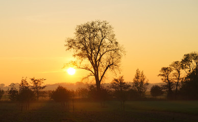 Sonnenuntergang mit Silhouette von einem Baum in Korschenbroich