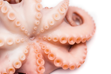 Octopus on isolated white background